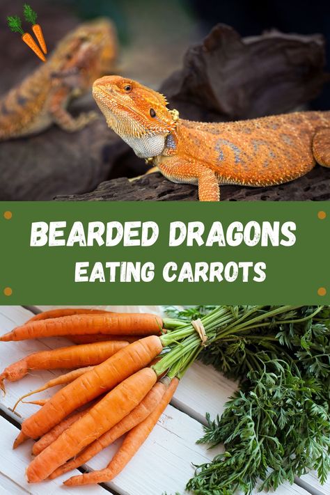 Can bearded dragons eat carrots? Are carrots a healthy vegetables for bearded dragons? Click through to learn more about the bearded dragon diet. Bearded Dragon Food, Bearded Dragon Diet, Baby Bearded Dragon, Eating Carrots, Salad Toppers, Carrot Greens, Raw Carrots, Purple Carrot, Turnip Greens