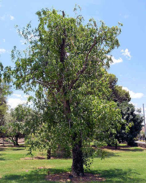 Jujube Tree, Green Fruit, Permaculture, Fruit Trees, Fruit, Green, Plants