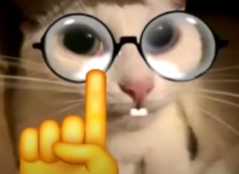 Don't worry, he might be cute nerd. Nerd Cat, Cute Nerd, Cat Images, Cute Pics, Emoji Faces, Cat Memes, Don't Worry, Cute Pictures, Funny Cats