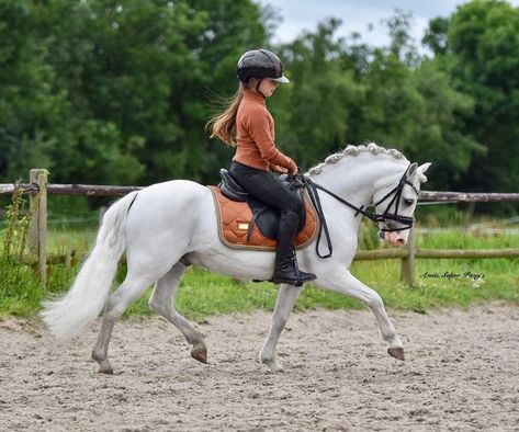 Welsh Pony Dressage, Welsh Ponies, Dressage Fashion, Show Jumping Horses, Welsh Pony, Cute Horse Pictures, Rasy Koni, Cute Ponies, Mini Horse