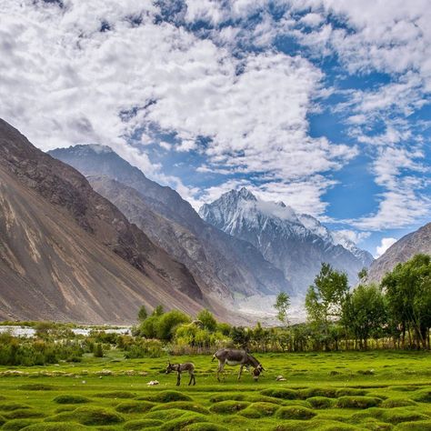 Wakhan Corridor, Flowers Photography Wallpaper, Photography Wallpaper, Snow Leopard, Leopards, The Government, Nature Animals, Flowers Photography, Scientists