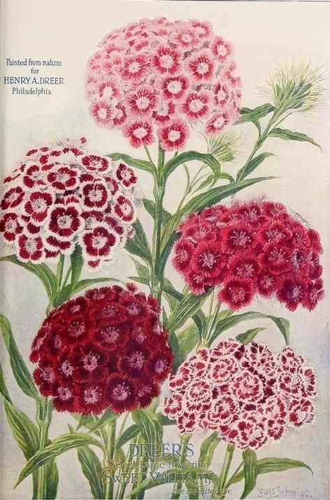 Sweet William Flowers, Floral Pictures, Vintage Seed Packets, Fun Graphics, Draw Flowers, Botanical Drawing, Seed Packaging, Binder Cover, Sweet William