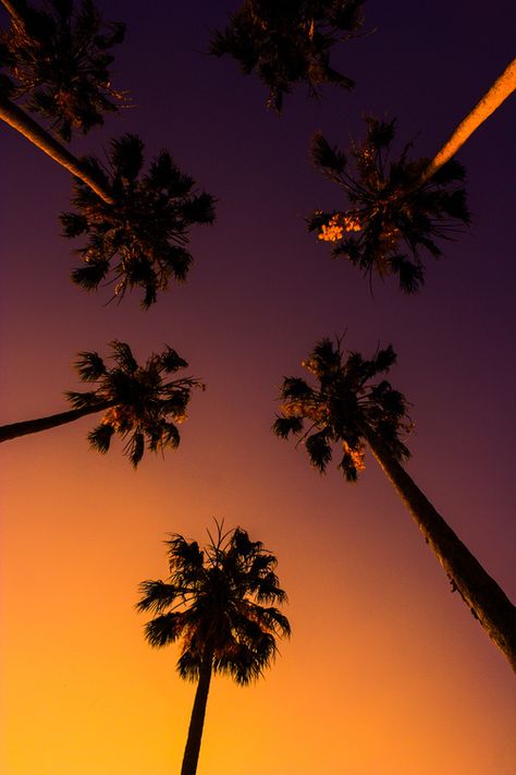 aesthetic , alternative ,  paradise , Palm Trees , orange , purple , vintage , landscape , scenery , background , Sky , amazing , colorful Palm Trees Wallpaper, Palm Tree Sunset, Cool Backgrounds Wallpapers, Tropical Wallpaper, Sunset Wallpaper, Nature Wallpaper, Mobile Wallpaper, Palm Trees, Beautiful Nature