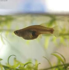 Learn how to care for a Mosquitofish. From feeding to breeding, you will find all of the information that you need here. Wildlife Ponds, Mosquito Fish, Turtle Pet, Tortoise Cage, Fishing In Canada, Fish Information, Common Carp, Fish Pond Gardens, Rain Gardens