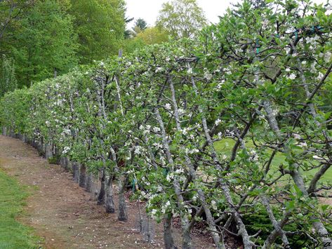 Belgian Fence | NQTI Blog Belgian Fence, Suburban Homestead, Espalier Fruit Trees, Fence Plants, Living Fence, American Garden, Types Of Fences, Farm Fence, Fence Landscaping