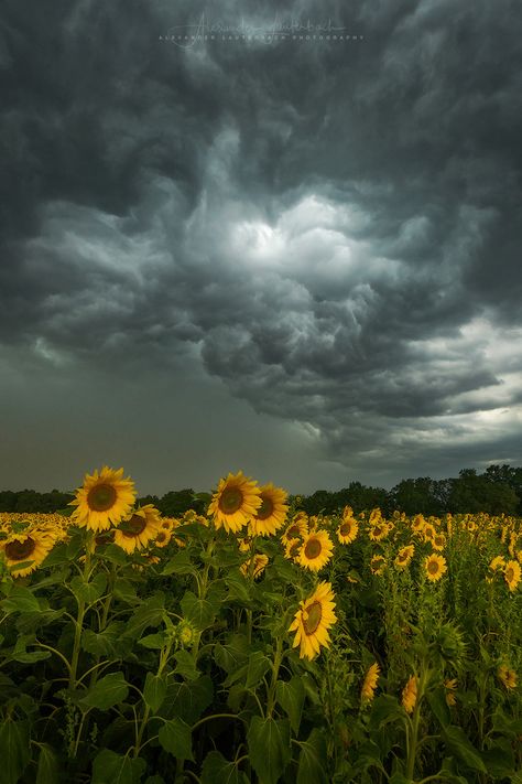 Storm Pictures, Storm Wallpaper, Kartu Doa, Storm Photography, Stormy Sky, Belle Nature, Hapkido, Dark Clouds, Dark Sky