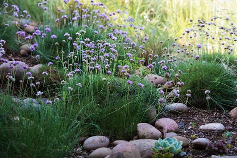 Can This Garden Be Saved: "My Garden is Windy" - Gardenista Veg Gardens, Australian Cottage, Armeria Maritima, Sea Thrift, Low Water Landscaping, Low Water Gardening, Sloped Garden, Cottage Gardens, Low Maintenance Garden