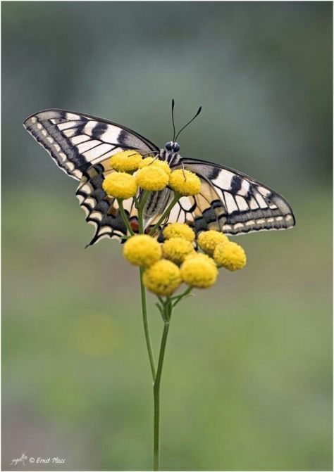 Zebra Swallowtail, Dragon Flys, Madame Butterfly, Moth Caterpillar, Beautiful Bugs, Creepy Crawlies, Black And White Pictures, Zebras, Small World