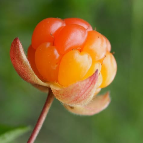 Fruit Photography, Beautiful Fruits, Watercolor Flower Art, Fruit And Veg, Autumn Garden, Wild Roses, Photo Reference, My Eyes, Macro Photography