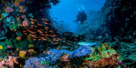 Healthy Ocean, Healthy Business • Scuba Diver Life Aquatic Ecosystem, Natural Ecosystem, Image Bank, Problem Solved, Coral Reefs, Nature Conservation, Wild Nature, Environmental Science, Ecosystem