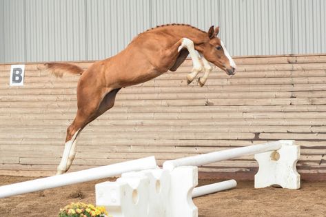 Warmblood Foal, Swedish Warmblood, Outdoors Quotes, Western Pleasure Horses, Don Corleone, Barrel Racing Saddles, Horse Show Clothes, Horse Anatomy, Barrel Racing Horses