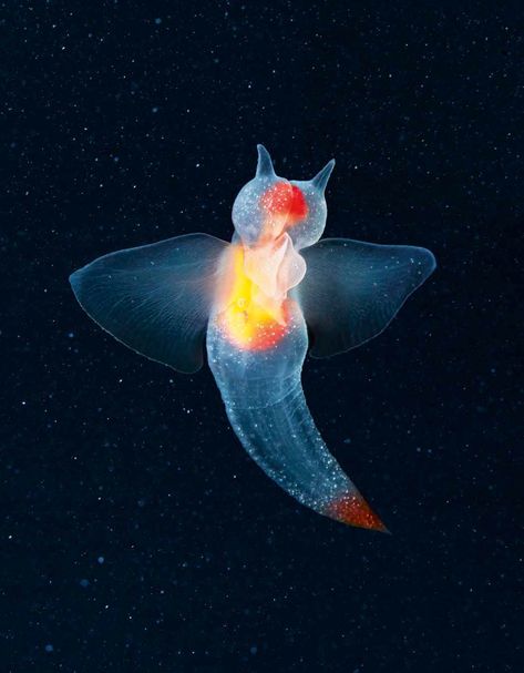 Sea Angel, Creature Marine, Sea Creatures Art, Endangered Wildlife, Deep Sea Creatures, Beautiful Sea Creatures, Underwater Creatures, Deep Sea Fishing, Aquatic Animals