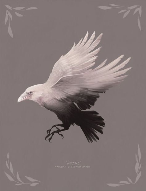 Crows Drawing, Ancient Greek Mythology, White Raven, White Crow, Crow Art, Raven Art, Magical Life, Crows Ravens, Mystical Art