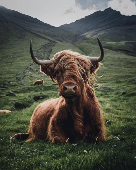 Faroe Islands hairy cows Hairy Cows Scottish Highlands, Minotaur Fighter, Long Horns, Cow Photos, Fluffy Cows, Highland Cows, Highland Cattle, Chicken Art, Arte Inspo