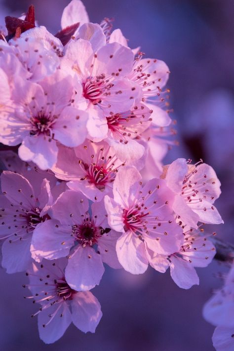 57 Dramatic Shots Of Flowers: Photo Contest Winner - VIEWBUG.com Mexican Sunflower, Flowers Black Background, Red Blossoms, Spring Pictures, Flowery Wallpaper, Flowers Photo, Lovely Flowers Wallpaper, Sakura Tree, Sakura Flower