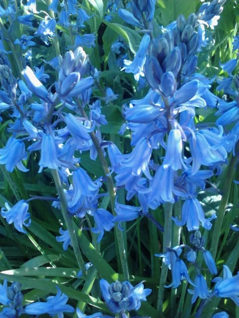 Blue Hyacinths from my Garden Blue Hycanith, Blue Hyacinth Aesthetic, Hycinthia Flower, Hyancith Flower, Hyacinth Aesthetic, Operation Hyacinth, Language Of The Flowers, Spring Flowers Aesthetic, Friend Collage