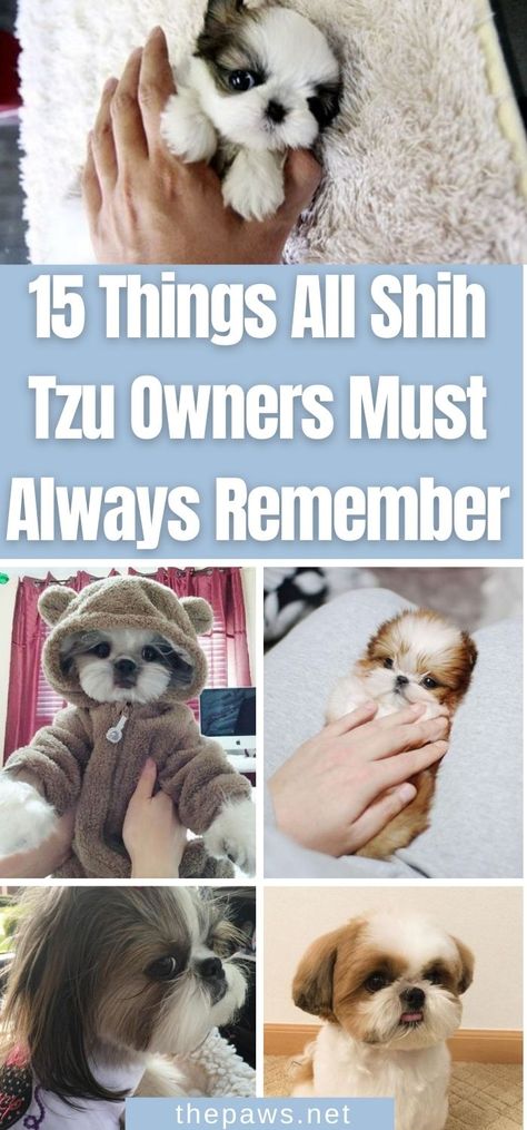 Give your Shih Tzu the best in their short life with the help of this list of 15 things you must always remember. Puppy Haircut Shih Tzu, Shih Tzu Care, Shih Tzu Male Haircuts, Shin Tzu Puppies, Shih Tzu Care Tips, Imperial Shih Tzu Haircuts, Maltese Shih Tzu Haircuts, Female Shih Tzu Haircut, Grooming A Shih Tzu At Home