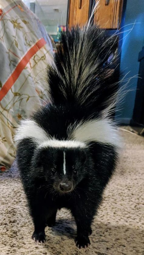 Skunk Pet, Pet Skunk, Baby Skunks, Pretty Animals, Kawaii Animals, Silly Animals, Cute Little Animals, Cuteness Overload