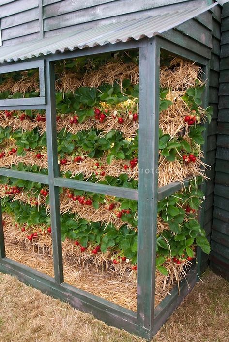 Ways To Grow Strawberries, Grow Strawberries In Containers, Growing Strawberries In Containers, Strawberries In Containers, Grow Strawberries, Straw Bale Gardening, Tanaman Pot, نباتات منزلية, Strawberry Garden