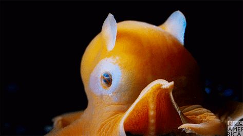 New GIF on Giphy Dumbo Octopus Gif, Octopus Gif, Flapjack Octopus, Sea Spider, Dumbo Octopus, Baby Dumbo, Stim Board, Aquatic Creatures, Cute Octopus