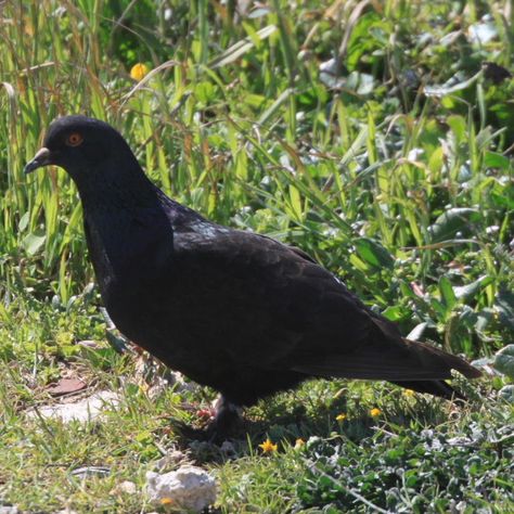 pigeon Black Pigeon, Melanistic Animals, Black Pigment, Black Animals, Pretty Birds, Free Pictures, Pigeon, Beautiful Birds, Mammals