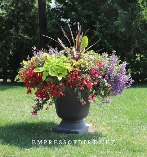 Want bold and colorful flower planters in your garden? Use these container planting tips and visual ideas to keep your flower pots thriving all season long. Large Flower Pots Arrangements, Large Pot Flower Arrangements, Overflowing Flower Pot, Big Flower Pots Outdoors Full Sun, Mixed Flower Pots Full Sun, Multi Flower Pot Ideas, Flowers In Large Planters, Ideas For Flower Pots Outside, Plants For Large Outdoor Planters