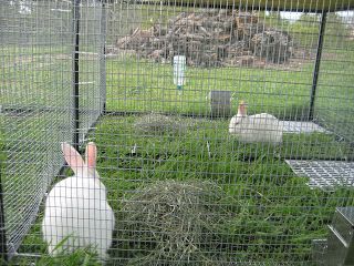 Rabbit Tractor, Diy Rabbit Hutch, Rabbit Stuff, Rabbit Habitat, Farm Hacks, Backyard Animals, Pet Rabbits, Rabbit Farm, Meat Rabbits