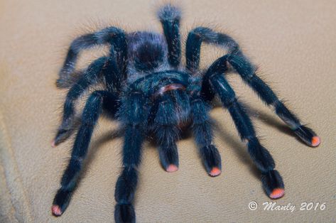 Name: Pinktoe Tarantula (Avicularia avicularia); Range: Northern South America, Trinidad & Tobago Trantuala Spider, Avicularia Avicularia, Pinktoe Tarantula, Pretty Spiders, Pink Toe Tarantula, Tarantula Habitat, Pet Tarantula, Pet Spider, Trinidad Tobago