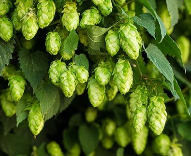 Grow Your Own Fresh Hops for Brewing! This vigorous beautiful bine quickly reaches 30 feet tall and thrives on neglect. Hops have light golden, cone-shaped flowers used for making beer. The greenish yellow flowers even smell like beer. It can scramble along the ground or grow up fences, screens, and trellises. Provide full sun to … Apartment Patios, Humulus Lupulus, Clematis Montana, Climbing Vines, Mediterranean Garden, Grass Seed, Plant Combinations, Bulb Flowers, Grow Your Own Food