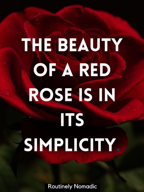 Red Rose Captions For Instagram, Rose Captions, Rose Captions For Instagram Short, Roses Are Red Quotes, Qoutes About Rose Flower, Rose Pic, One Word Caption, Rose Quotes, Leo Buscaglia