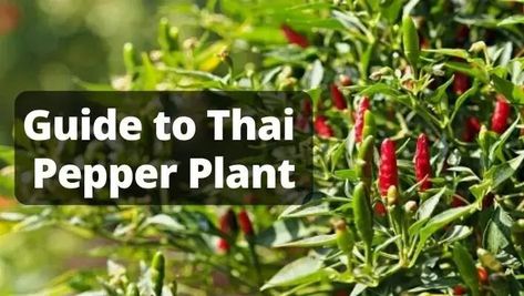 Thai Pepper Plant, Thai Pepper, Thai Pepper Care, pepper recipe Pepper Plant Care, Thai Peppers, Pepper Plant, Red Thai, Spanish Conquistador, Spicy Thai, Pepper Plants, Liquid Fertilizer, Sun And Water