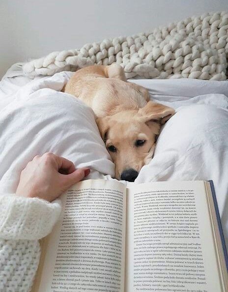 Snuggle Aesthetic, Pet Instagram, An Open Book, Laying In Bed, Dog Photoshoot, Cute Dogs And Puppies, American Beauty, Open Book, Dog Photography