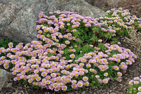 Types Of Daisies, Licorice Plant, Butterfly Gardens, Mexican Sunflower, Plant Breeding, California Native Plants, California Garden, Cottage Garden Plants, Coastal Gardens