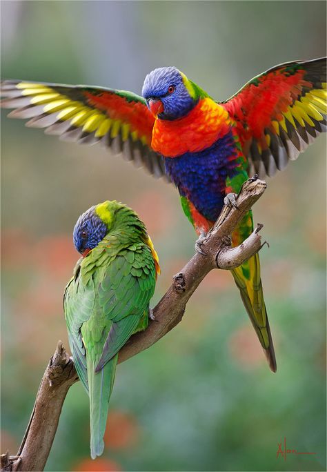 Couple of Parrots - Australian Photoholics Forum.  #animal #animalart #animalprint #animalcrossing #animaljam Australian Parrots, Australian Fauna, Rainbow Lorikeet, Birds Of Australia, Australian Wildlife, Kinds Of Birds, Australian Birds, Australian Animals, All Birds