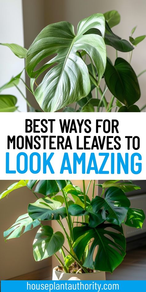 Discover the secrets to healthy monstera leaves with our comprehensive guide. Learn essential Monstera plant care tips to ensure your indoor houseplants thrive and stay long-lasting. Perfect for beginners looking to enhance their plant care skills.