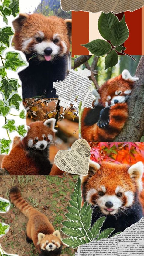 Red Pandas, Red Panda, Collage, Red, Animals, Pandas