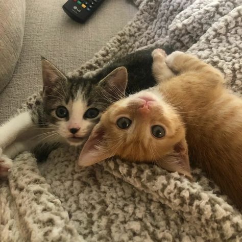 Cute Cats Together, Cat Besties, Two Cute Cats, Two Kittens, 2 Cats, Söt Katt, Silly Cats Pictures, Cute Cats Photos, Two Cats