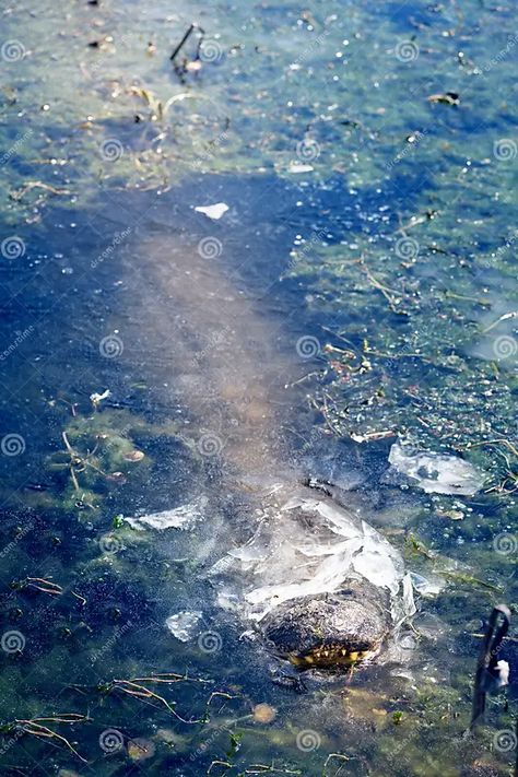 Alligator Frozen in Ice. only the Nose Sticks Out of the Ice Stock Image - Image of crocodile, swamp: 210836127 The Nose, Texas Usa, Stick It Out, Screen Savers, The Ice, State Park, Alligator, Bend, Framed Artwork