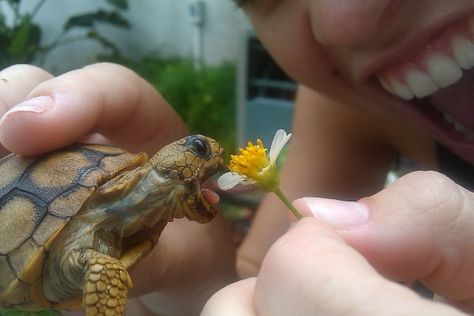 om nom nom nom! Tortoise