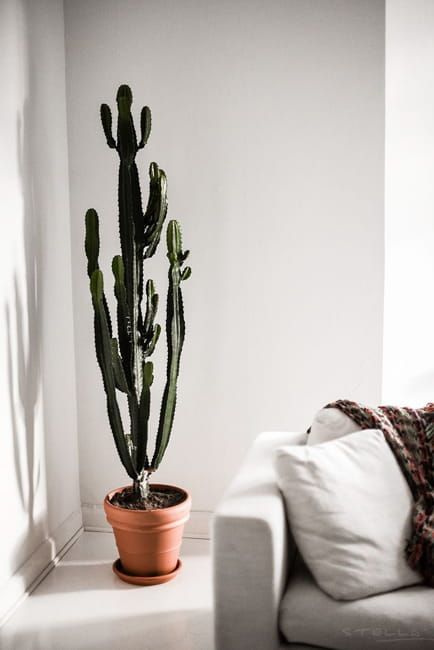 Cacti in Modern Interiors, 55 Ideas for Room Decorating with Desert Plants Tall Cactus Indoor, Cactus Indoor, Perennial Garden Design, Tall Cactus, Cactus House Plants, Potted Cactus, Indoor Cactus, نباتات منزلية, Cactus Decor