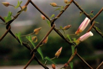 CHAIN LINK FENCE : Turn your "repurposed" chain link fence into a living fence.  This site has some great suggestions for what plants to choose! Socal Aesthetic, Rock Fence, Fast Growing Vines, Williamsburg Bridge, Fence Plants, Growing Vines, Living Fence, Garden Vines, Trellis Plants