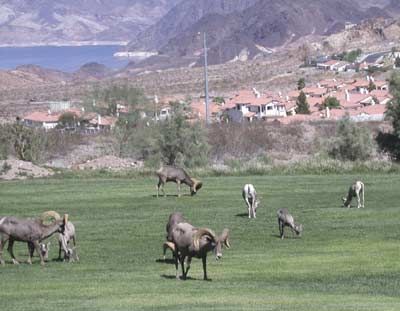 boulder city nv | nv detailed profile boulder city nv houses data nevada forum Boulder City Nevada, 2025 Goals, Dream Location, Big Horn Sheep, Bighorn Sheep, Boulder City, Vegas Baby, Keller Williams, Oh The Places Youll Go