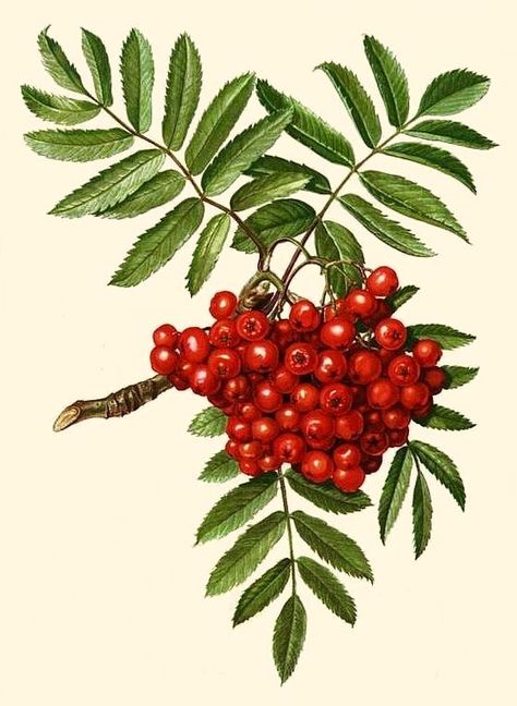 Rowan Berries Drawing, Rowan Berry Tattoo, Rowan Tree, Simple Artwork, Mountain Ash, Illustration Botanique, Botanical Illustration Vintage, Decoupage Vintage, Fruit Painting