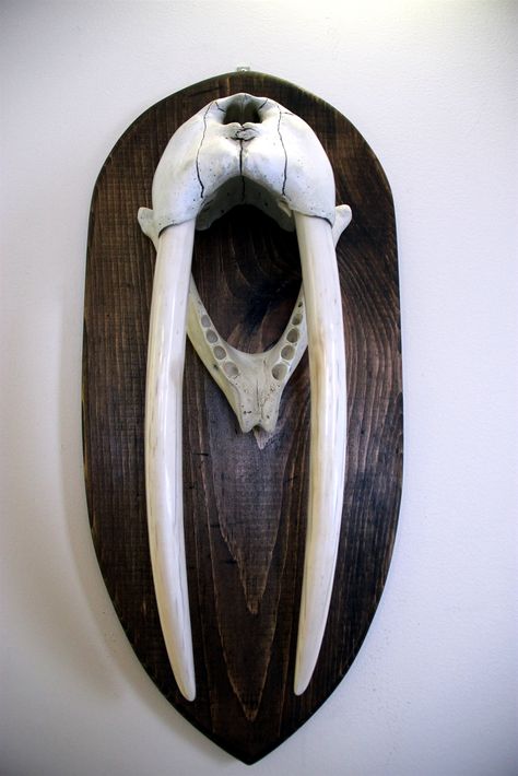 Walrus skull mount I made & caught 19 inches tusks female. Walrus Skull, Scrimshaw Art, Native Art, Taxidermy, Natural History, Bottle Opener Wall, Bottle Opener, Anatomy, Door Handles