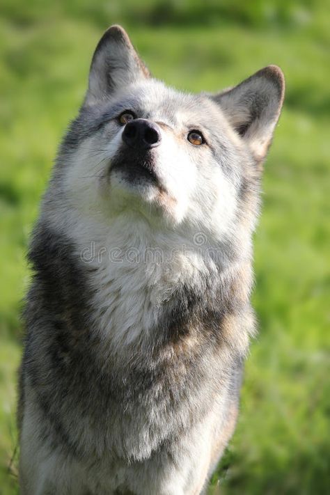 Looking Upwards Reference, Wolf Looking Up, Dog Looking Up, Wolf Front View, Looking Up Portrait, Northwestern Wolf, Canine Reference, Wolf Beautiful, Animal Expressions