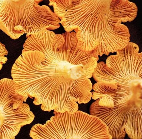 chanterelle mushrooms,  @bridgetownmushrooms. Smaugust 2023, Shroom Art, Mushroom Photos, Chanterelle Mushrooms, Plant Fungus, Edible Mushrooms, Make A Character, Forbidden Fruit, 1 Tattoo