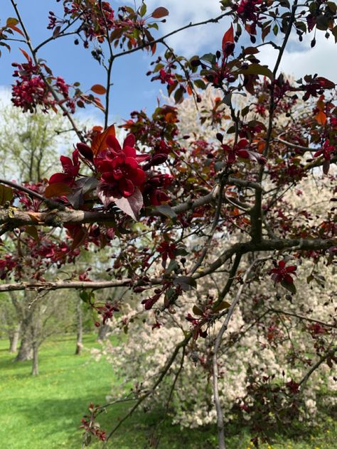 Aesthetic Red Flowers, Red Flowers Garden, Red Pics, Spring Red, Flowers Blooming, Aesthetic Red, Spring Aesthetic, Garden Design Ideas, Nature Flowers