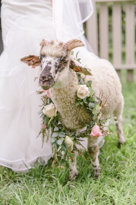 Goat Wedding, Sheep Wedding, French Wedding Ideas, 10th Kingdom, Farmer Wedding, Become A Wedding Planner, Western Photoshoot, Rustic Farm Wedding, Charlottesville Wedding