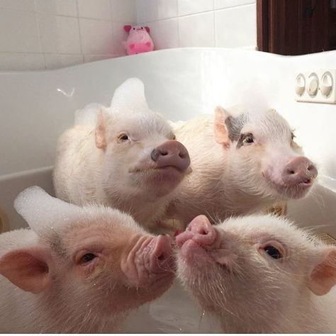 Rub-a-dub-dub! Four squeally clean pigs in the tub!🐷🛁#bathtime #bubblebath #bubblehead #PoseyandPink #PrissyandPop prissy_pig 2016/12/28 01:53:47 Micro Pigs, Teacup Pigs, Cute Piglets, Mini Pigs, Cute Piggies, Pet Pigs, Baby Pigs, Cute Pigs