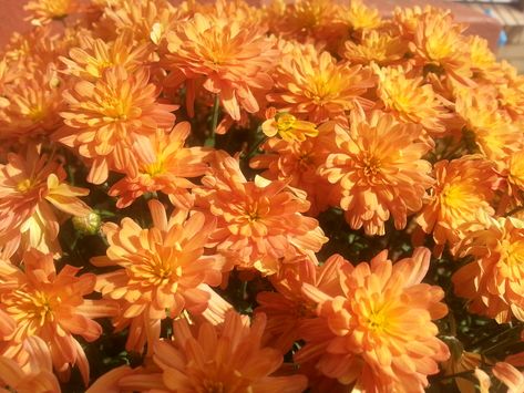 https://flic.kr/p/ptCcft | chrysanthemum | orange Chrysanthemum Colors, Chrysanthemum Aesthetic, Orange Screen, Orange Chrysanthemum, Fall Collage, Orange Dahlia, Wonderland Characters, Bloom Blossom, Chrysanthemum Flower